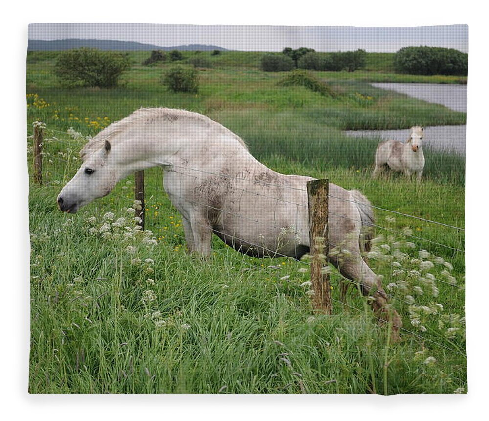 Welsh Pony Fleece Blanket featuring the photograph Greener Grass by Jack Harries