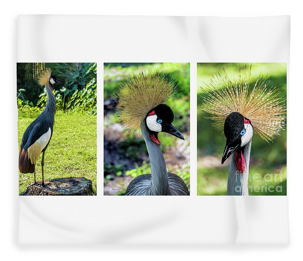 Gulf Fleece Blanket featuring the photograph Grey Crowned Crane Gulf Shores Al Collage 4 Triptych by Ricardos Creations
