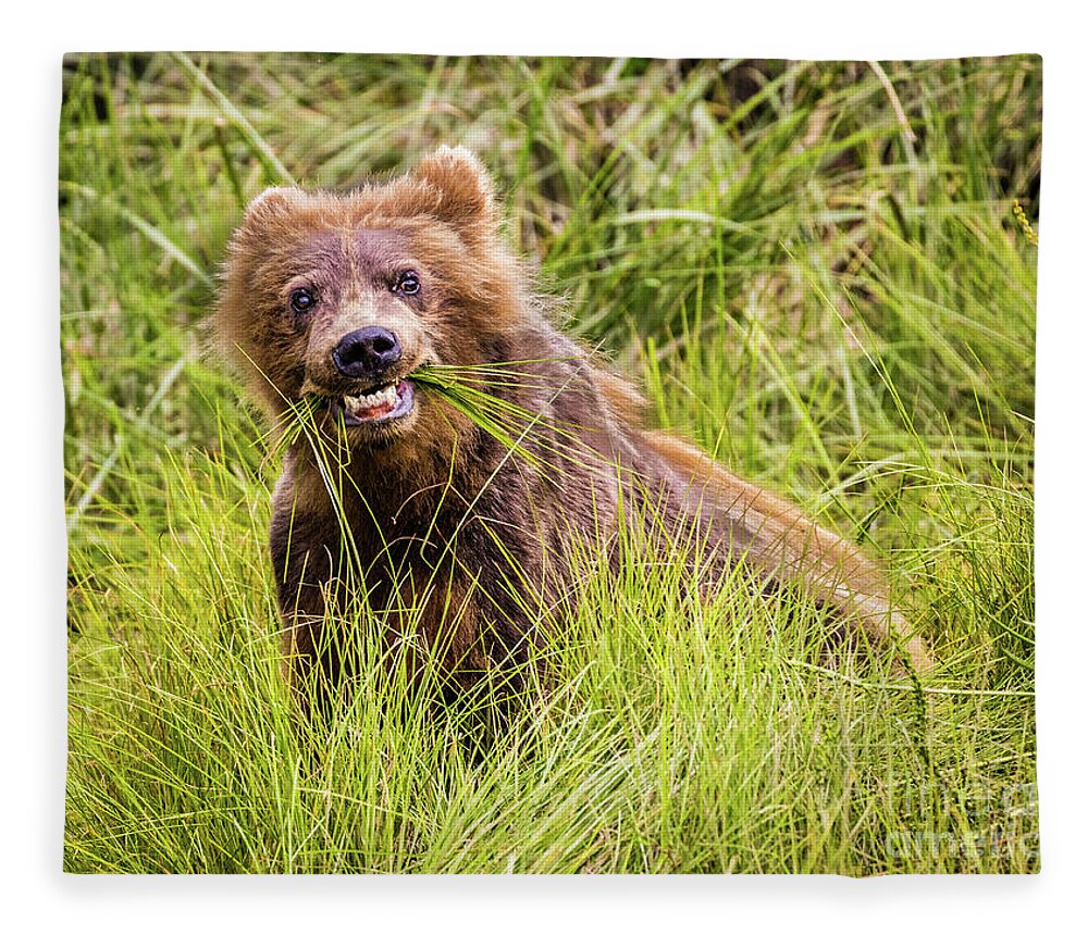 Bear Fleece Blanket featuring the photograph Grizzly cub grazing, Alaska by Lyl Dil Creations