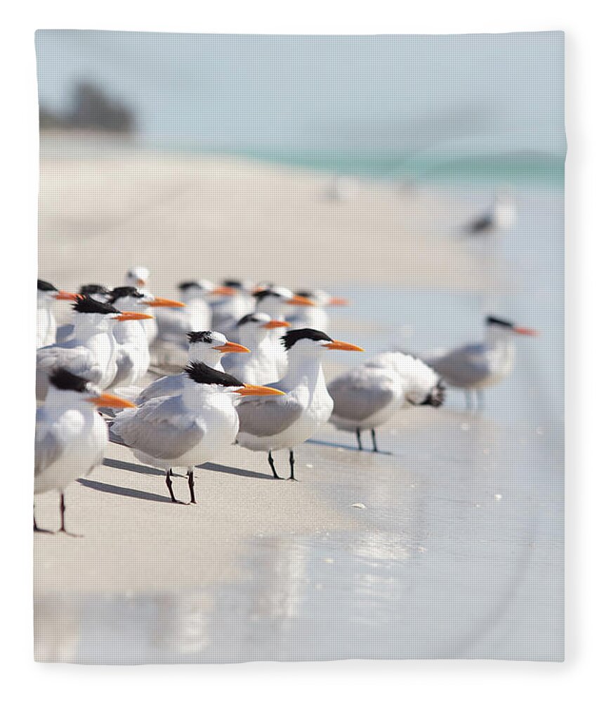 Tern Fleece Blanket featuring the photograph Group Of Terns On Sandy Beach by Angela Auclair