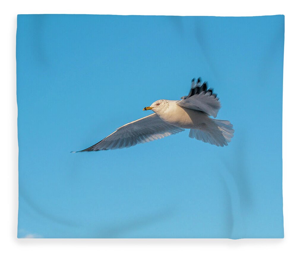 Shore Bird Fleece Blanket featuring the photograph Gull In Flight 1 by Cathy Kovarik