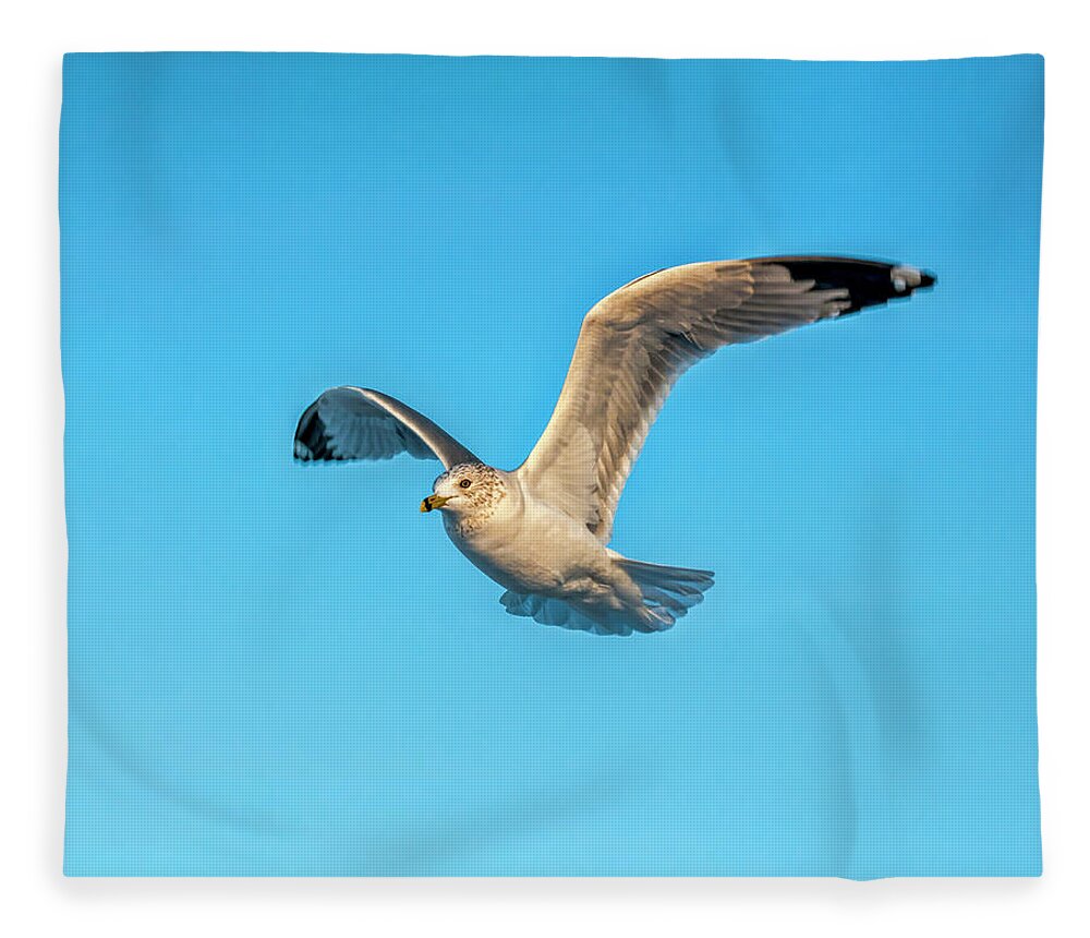 Seagull Fleece Blanket featuring the photograph Gull In Flight 2 by Cathy Kovarik
