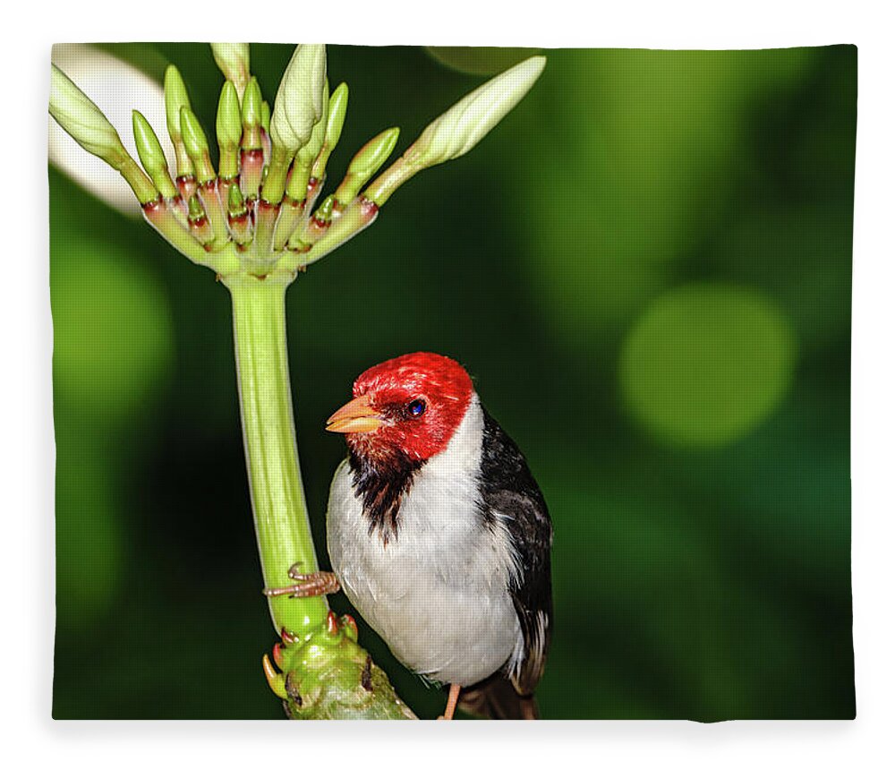 Hawaii Fleece Blanket featuring the photograph Happy Valentine's Day Bird by John Bauer