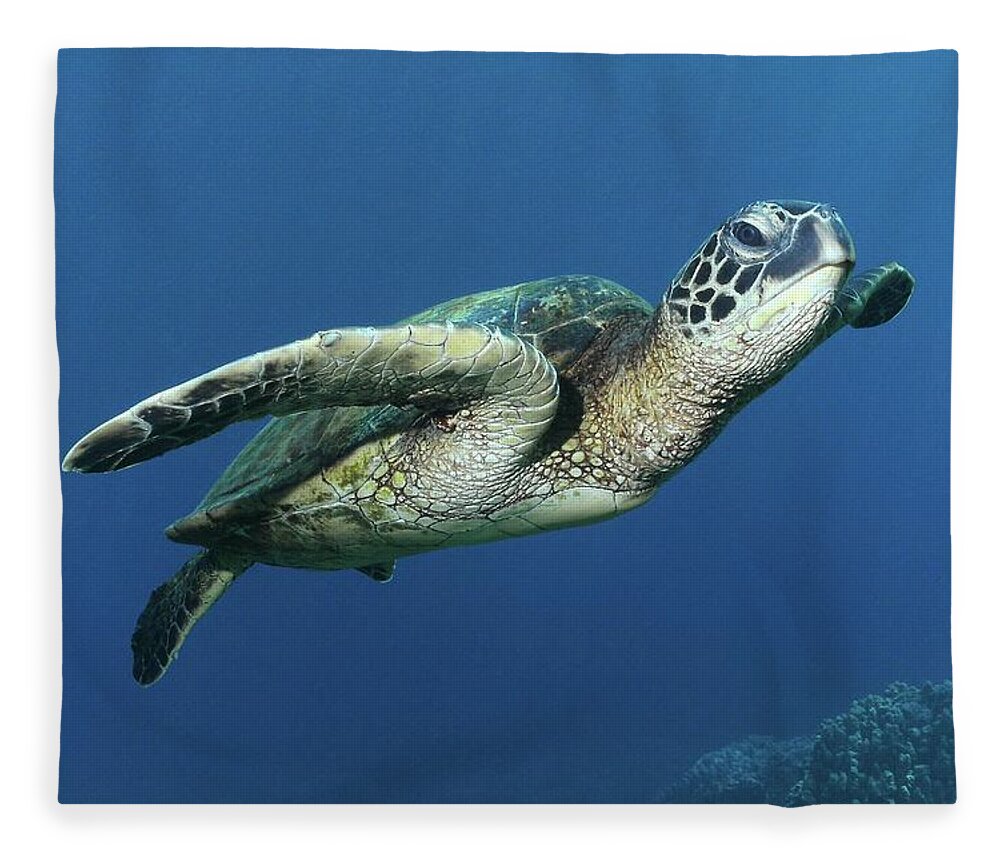 Underwater Fleece Blanket featuring the photograph Hawaiian Green Sea Turtle by Photo By Barry Fackler