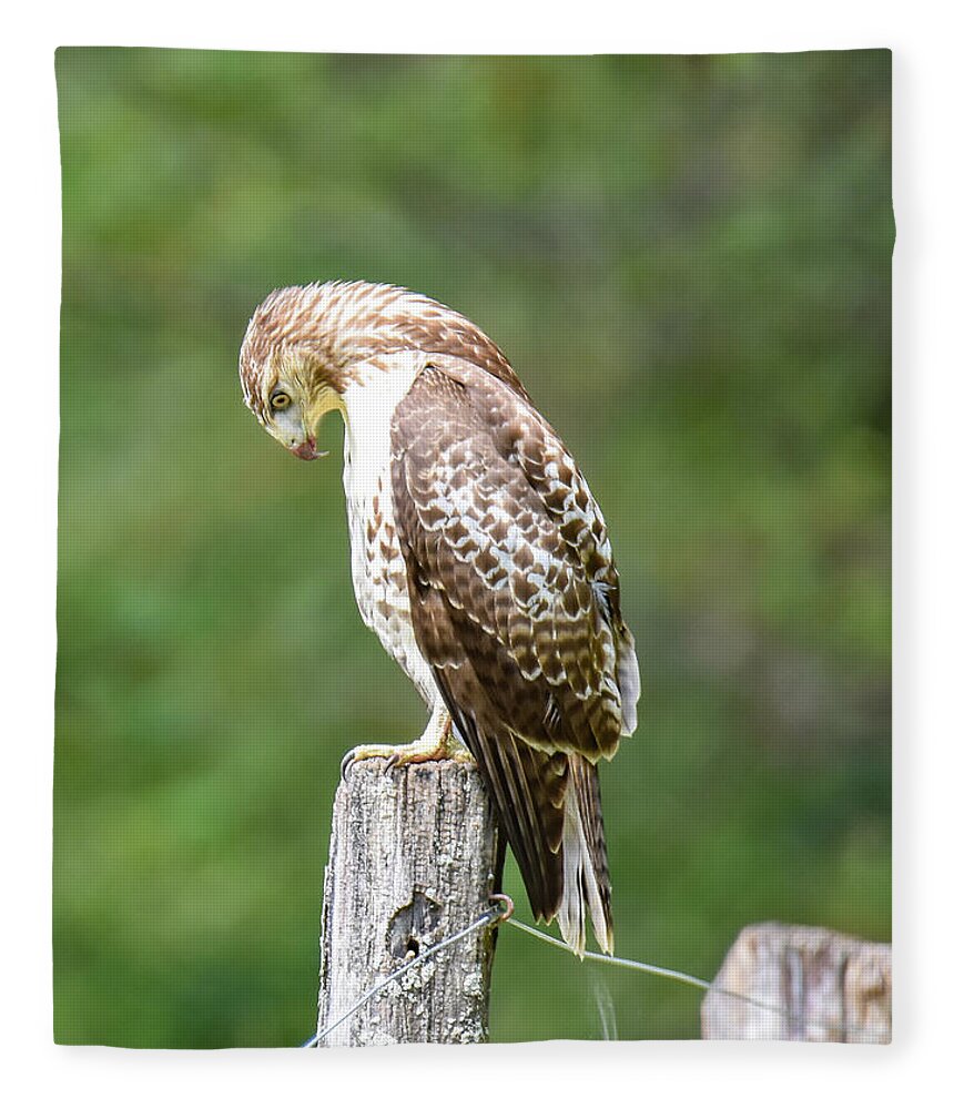 Hawk Fleece Blanket featuring the photograph Hawk by Michelle Wittensoldner