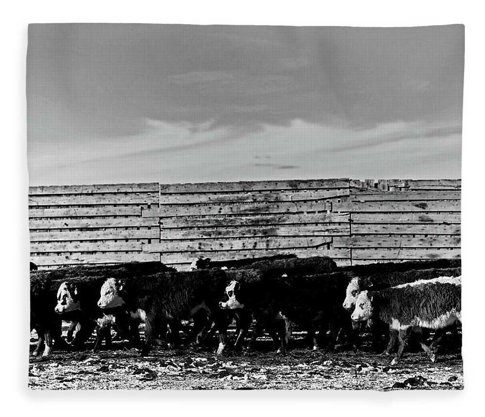 Ranch Fleece Blanket featuring the photograph Heifers and more Heifers cows by Julieta Belmont