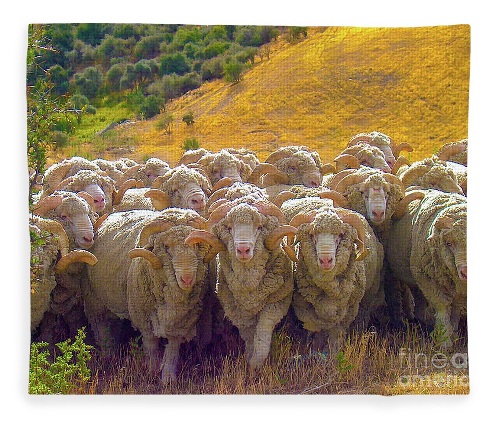 Sheep Fleece Blanket featuring the photograph Herding Merino Sheep by Leslie Struxness