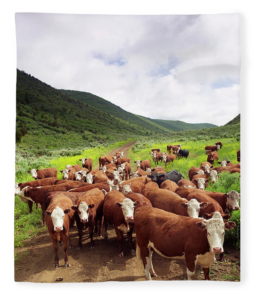 Shadow Fleece Blanket featuring the photograph Hereford Cattle In High Pasture by John P Kelly