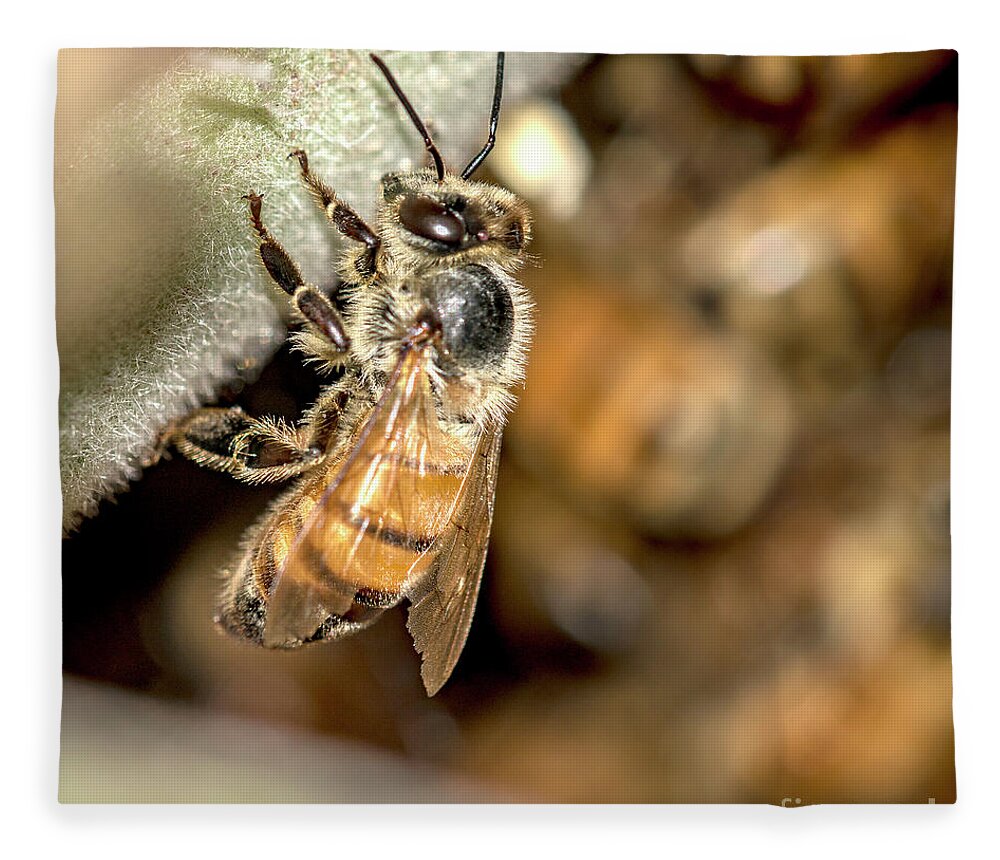 Apis Mellifera Fleece Blanket featuring the photograph Hiding from the Swarm 2 by Shawn Jeffries