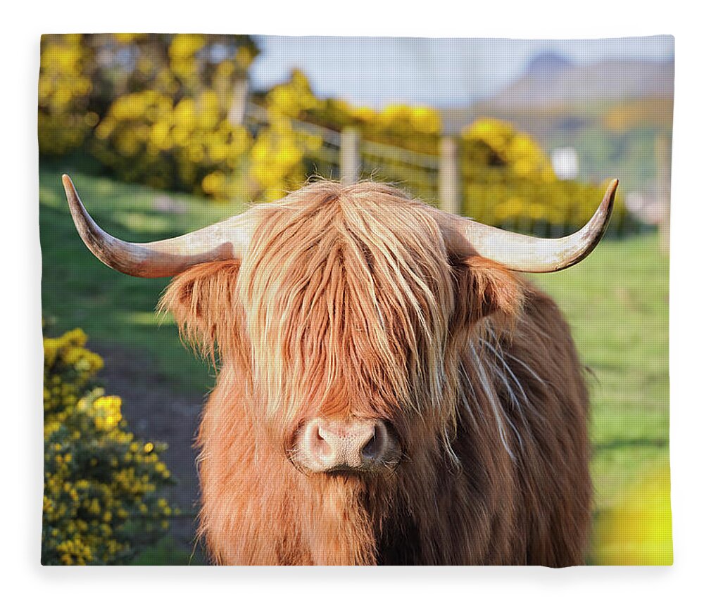 Horned Fleece Blanket featuring the photograph Highland Cow In Flowering Gorse by Georgeclerk