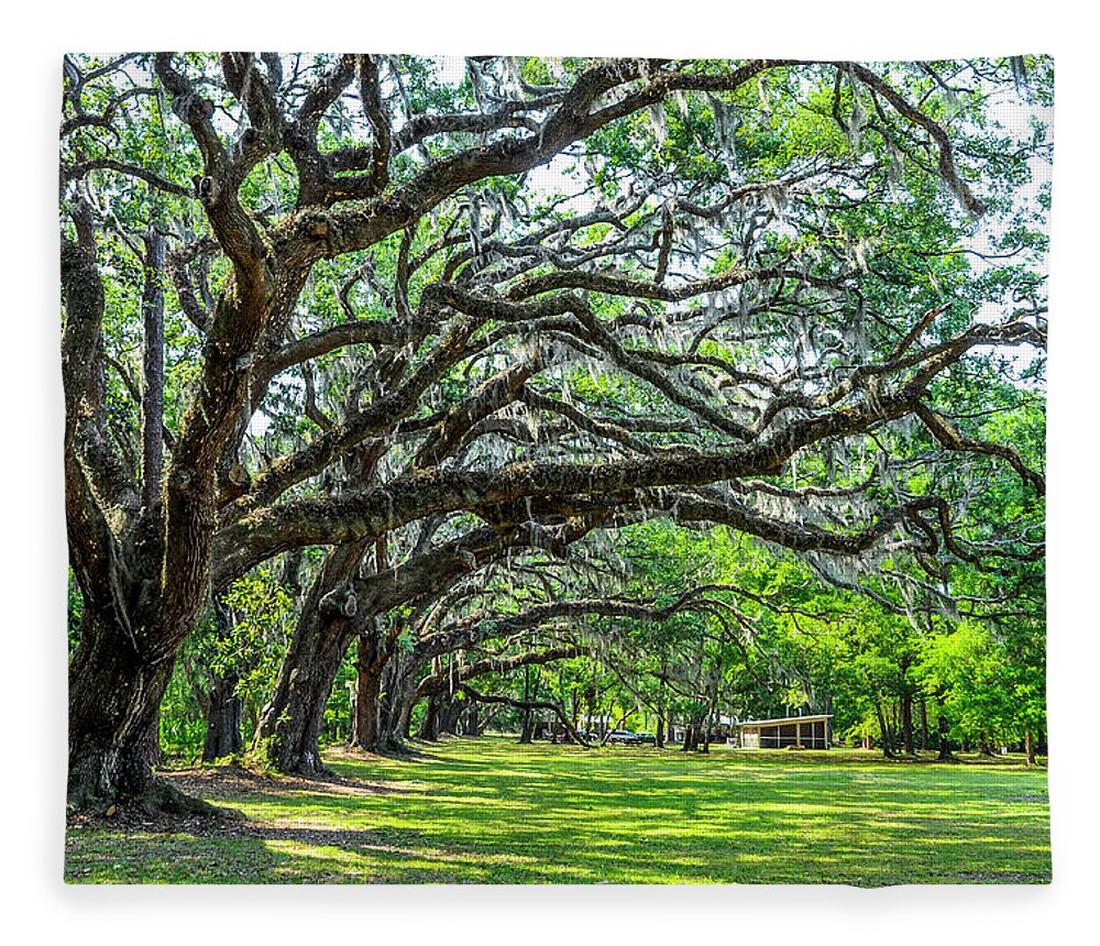 Trees Fleece Blanket featuring the photograph Hofwyl Broadfield Plantation Oaks by Ginger Stein