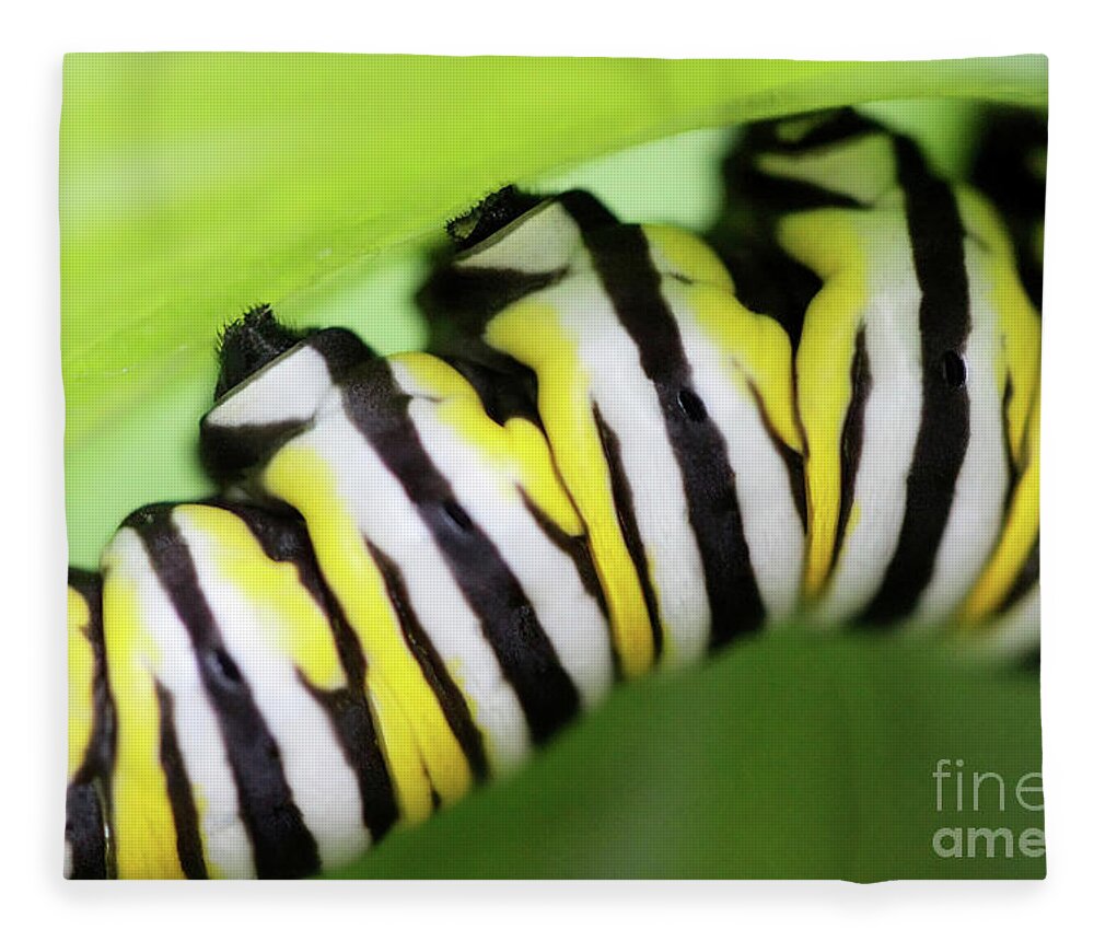 Monarch Caterpillar Fleece Blanket featuring the photograph Hope by Karen Adams