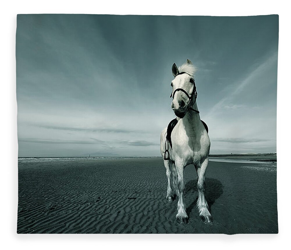 Horse Fleece Blanket featuring the photograph Horse At Irvine Beach by Mikeimages