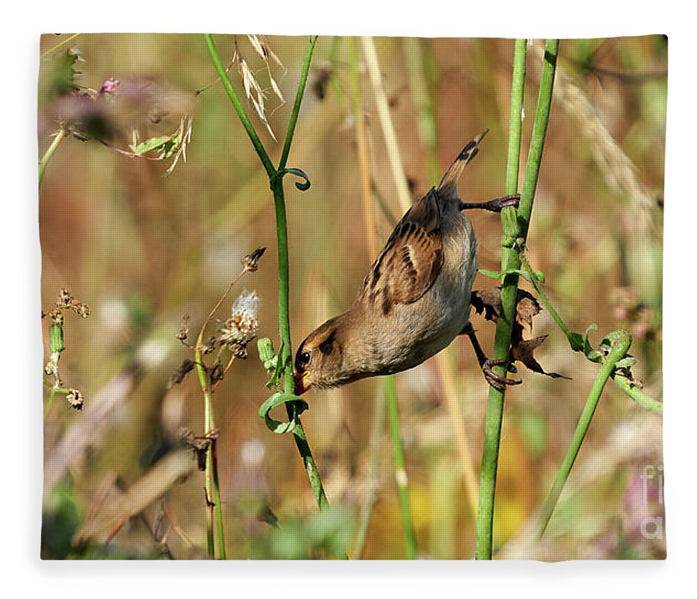 Branch Fleece Blanket featuring the photograph House Sparrow Female Perched by Pablo Avanzini