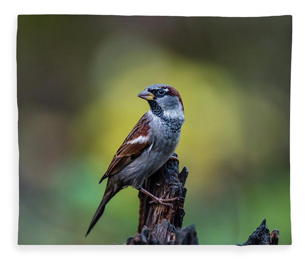 House Sparrow Fleece Blanket featuring the photograph House sparrow in the spot by Torbjorn Swenelius