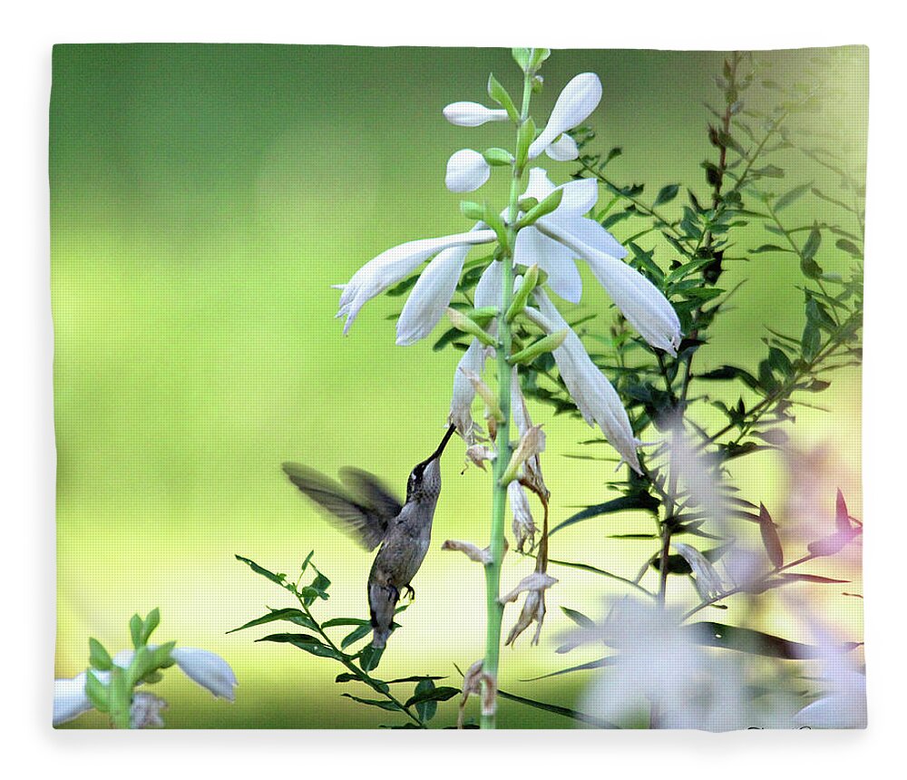 Hummingbird Fleece Blanket featuring the photograph Hummingbird and Hosta Flowers by Trina Ansel