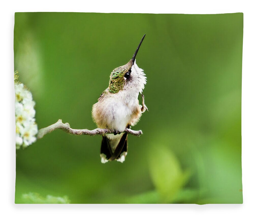 Hummingbird Fleece Blanket featuring the photograph Hummingbird Flexibility by Christina Rollo