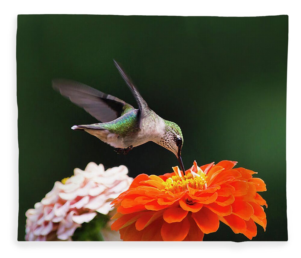 Hummingbird Fleece Blanket featuring the photograph Hummingbird in Flight with Orange Zinnia Flower by Christina Rollo