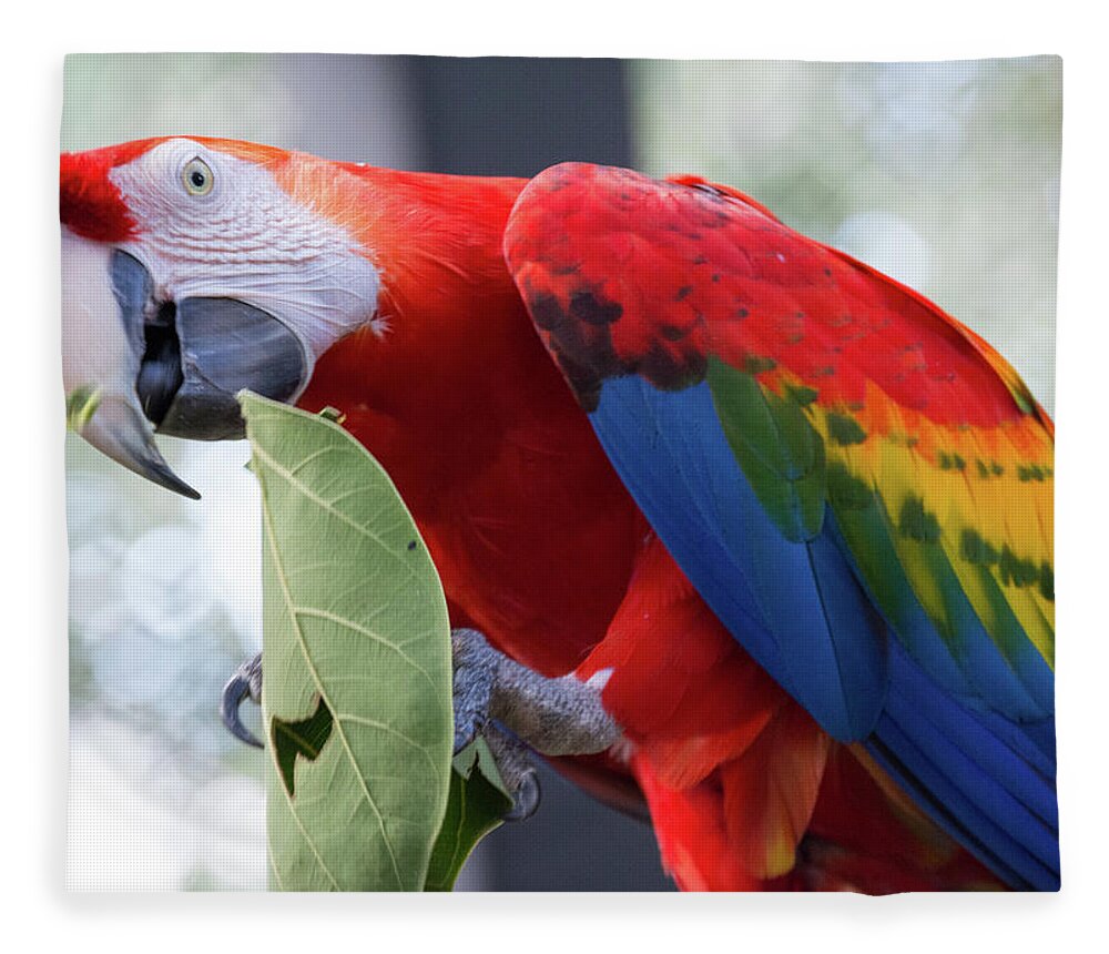 Parrot Fleece Blanket featuring the photograph Hungry Parrot by Margaret Zabor