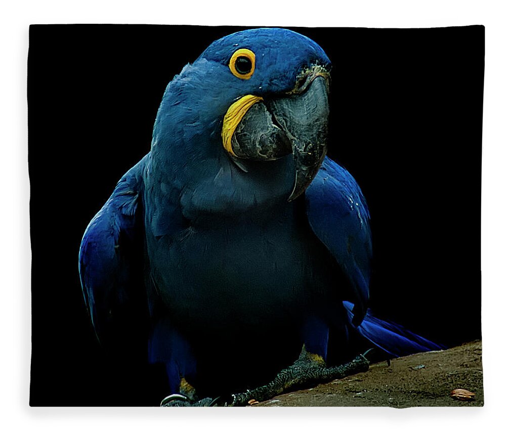Macaw Fleece Blanket featuring the photograph Hyacinth Macaw by Photo By Steve Wilson