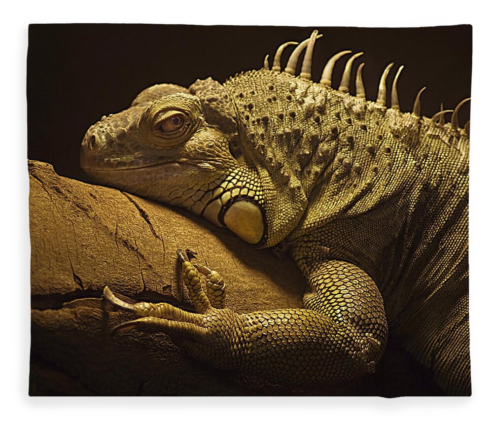 Animal Themes Fleece Blanket featuring the photograph Iguana by John Dickson