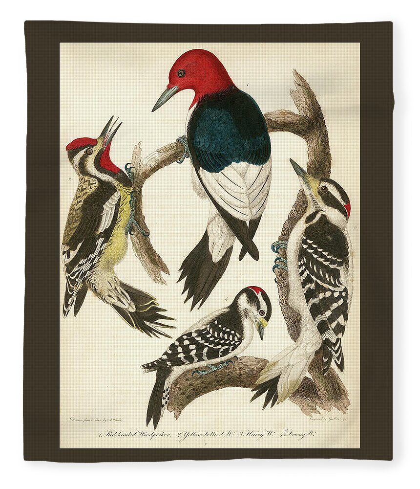 Birds Fleece Blanket featuring the mixed media 1. Red-headed Woodpecker. 2. Yellow-bellied Woodpecker. 3. Hairy Woodpecker. 4. Downy Woodpecker. by Alexander Wilson