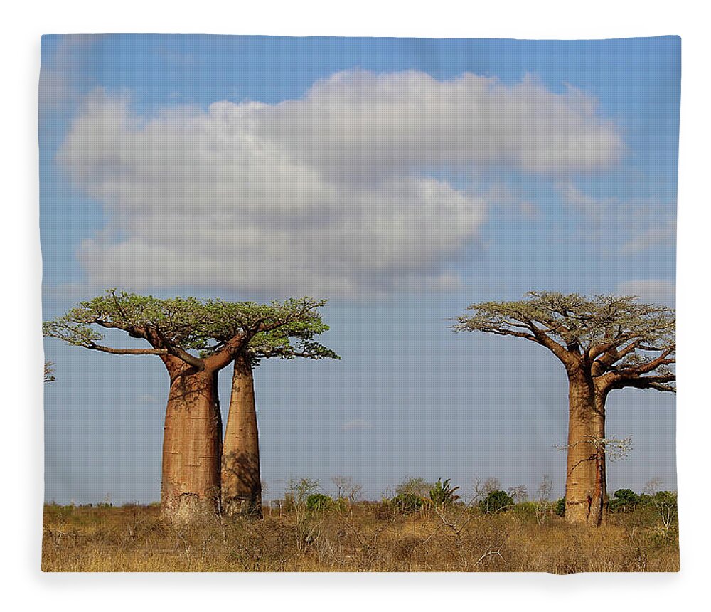  Fleece Blanket featuring the photograph Baobab Trees in Madagascar by Eric Pengelly