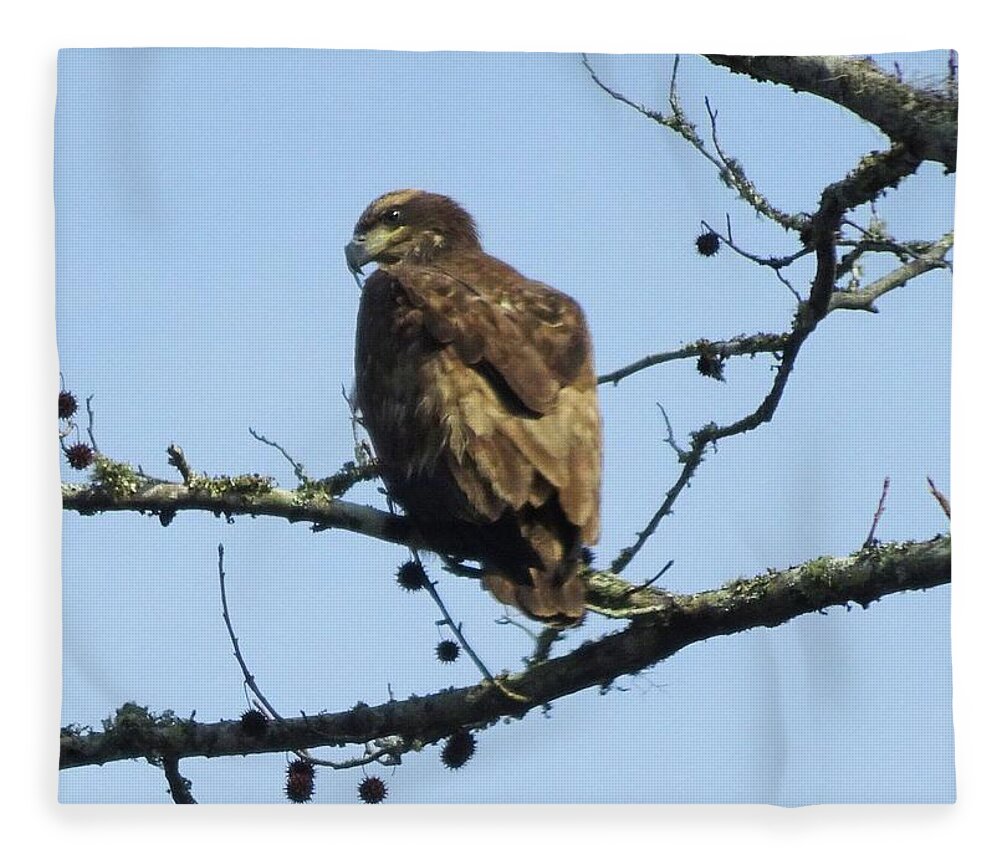 Birds Fleece Blanket featuring the photograph Immature Eagle by Karen Stansberry