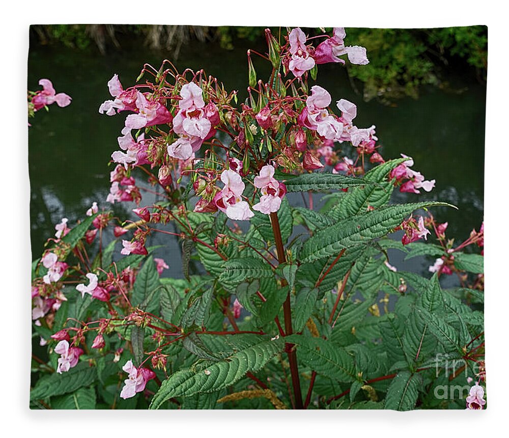 Flowers Fleece Blanket featuring the photograph Impatiens glandulifera, Flowers at Shore by Eva-Maria Di Bella