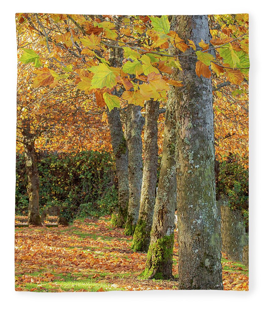 Autumn Fleece Blanket featuring the photograph In a Row by Bob Cournoyer