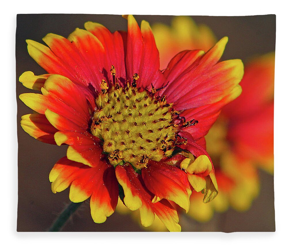 Flower Fleece Blanket featuring the photograph Indian Blanket by Michael Allard