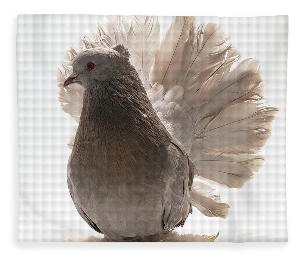 Pigeon Fleece Blanket featuring the photograph Indian Fantail Pigeon by Nathan Abbott