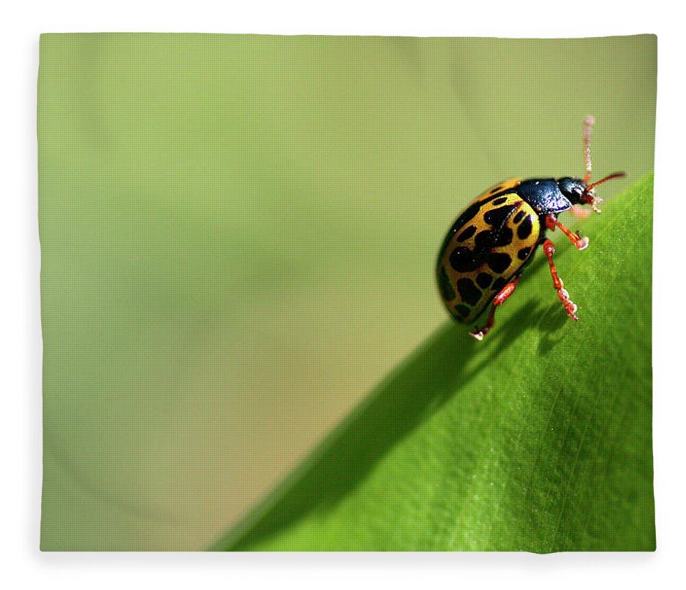 Insect Fleece Blanket featuring the photograph Insect by Adriana Casellato