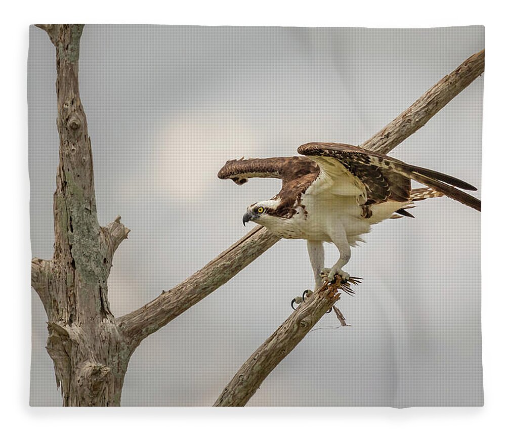 Bird Fleece Blanket featuring the photograph Intimidating Osprey by Les Greenwood