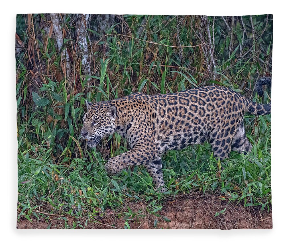 Jaguar Fleece Blanket featuring the photograph Jaguar 458 by Wade Aiken