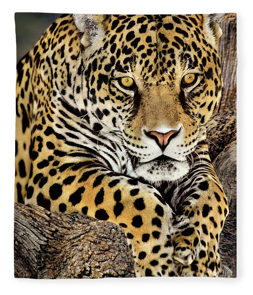 Jaguar Fleece Blanket featuring the photograph Jaguar Portrait Wildlife Rescue by Dave Welling