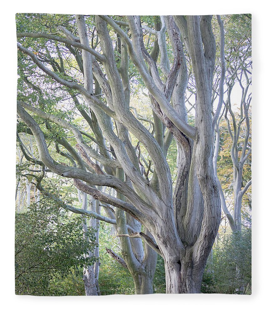 Beech Tree Fleece Blanket featuring the photograph Jenny's Tree by Anita Nicholson