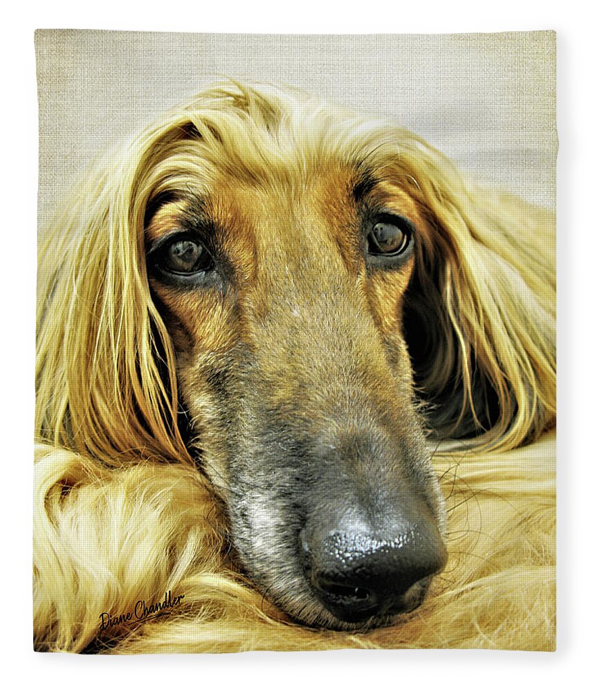 Afghan Hound Fleece Blanket featuring the photograph Juno by Diane Chandler