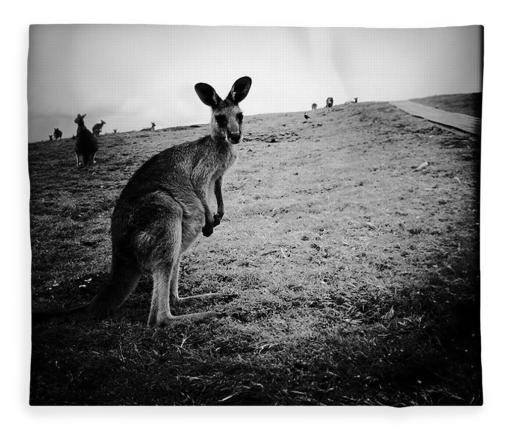 Animal Themes Fleece Blanket featuring the photograph Kangaroo by Erik Veland