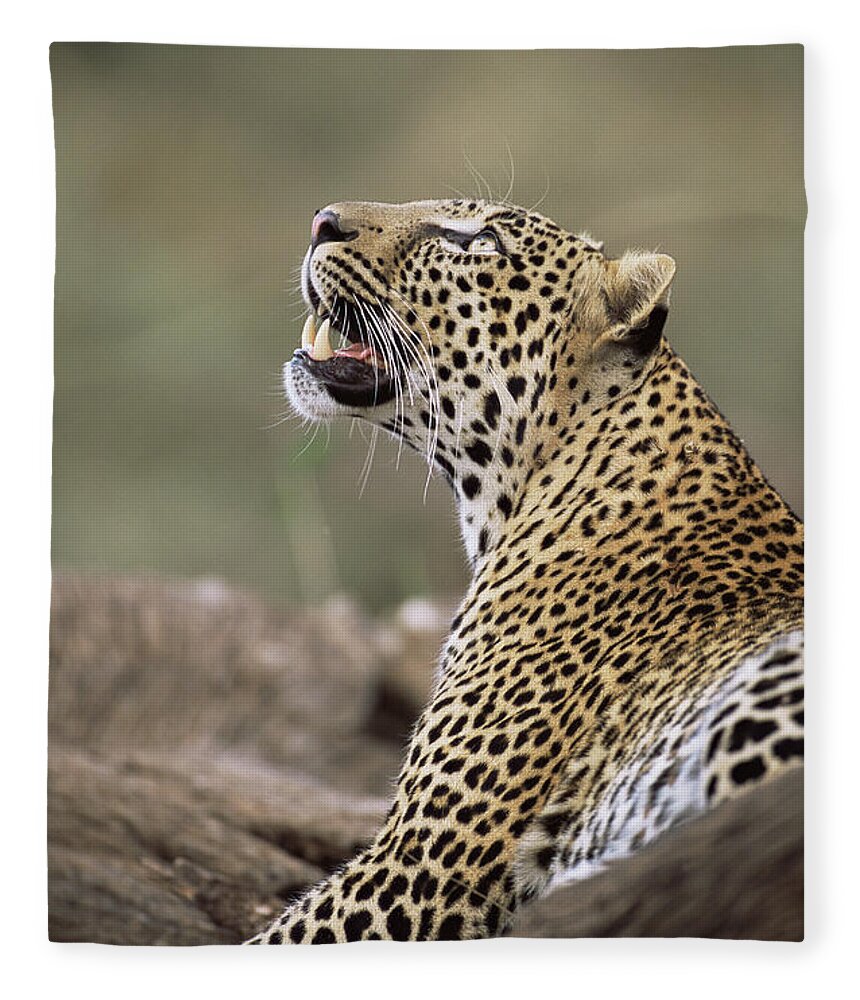 Kenya Fleece Blanket featuring the photograph Kenya, Buffalo Springs National by James Warwick