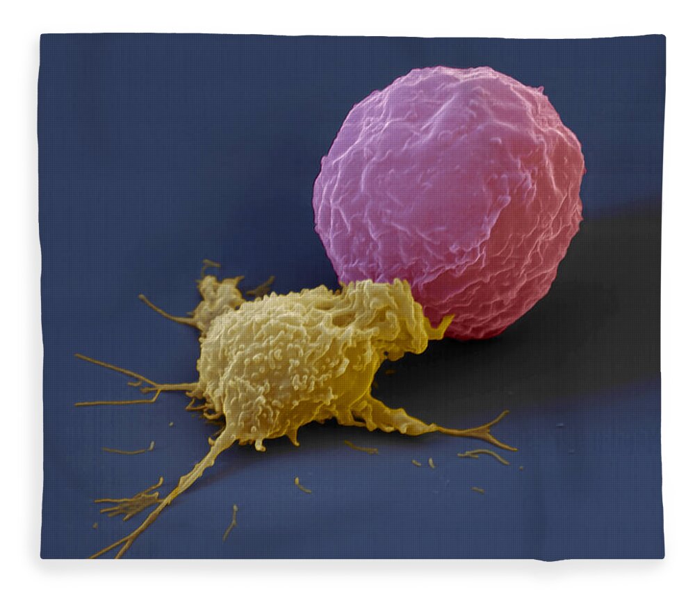 Antigen Fleece Blanket featuring the photograph Killer Cell And Cancer Cell by Meckes/ottawa