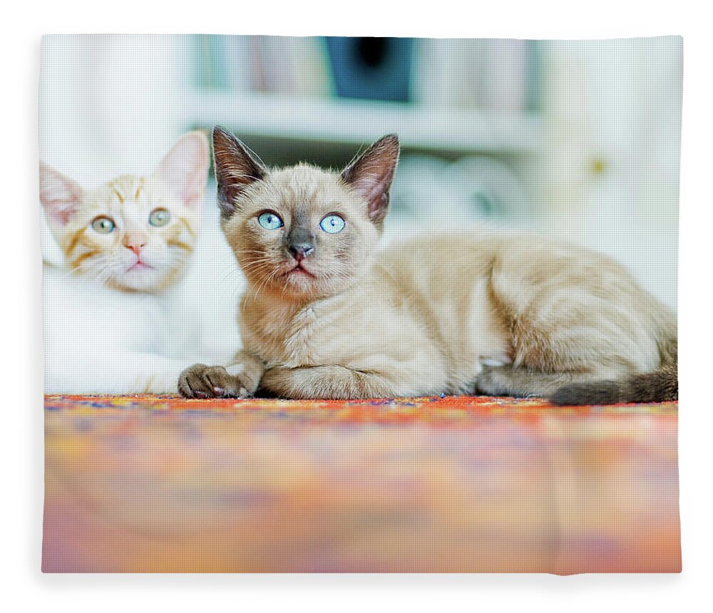 Pets Fleece Blanket featuring the photograph Kitties Sisters by Cindy Loughridge