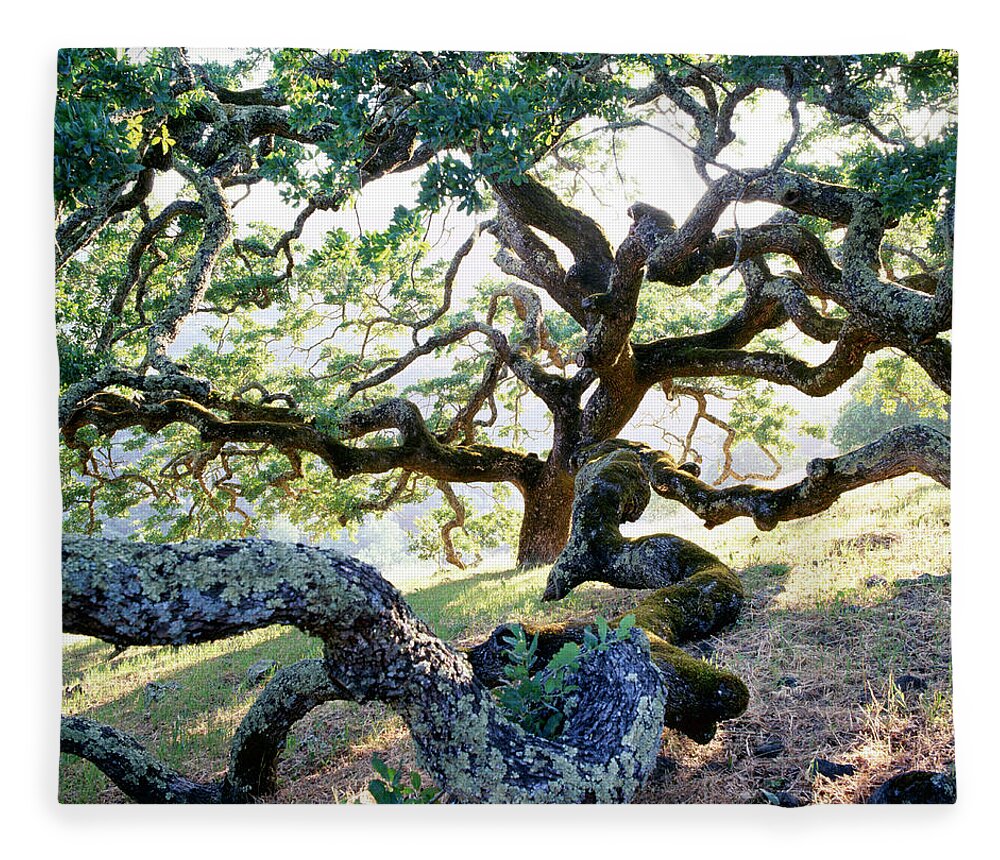 Sonoma County Fleece Blanket featuring the photograph Knurly Oak Trees by Richard Felber