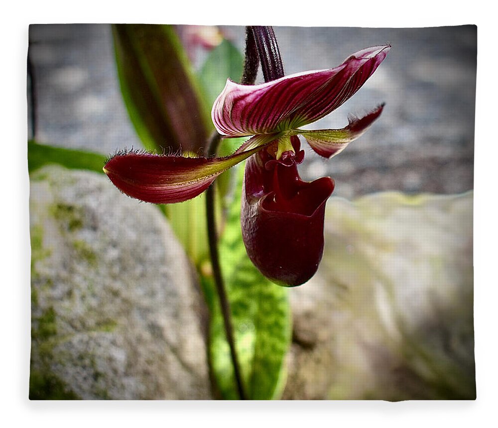 Square Fleece Blanket featuring the photograph Lady Slipper Orchid - black 2 of 2 by Gary F Richards