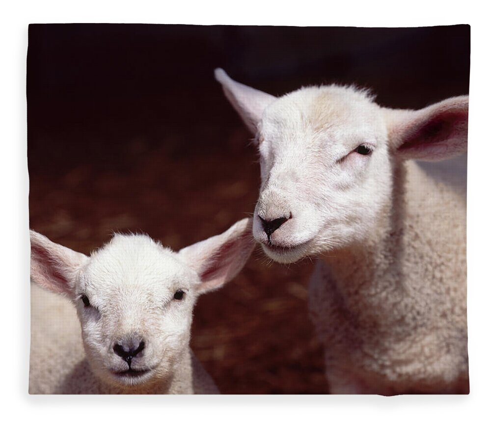 Care Fleece Blanket featuring the photograph Lambs by Adrian Burke