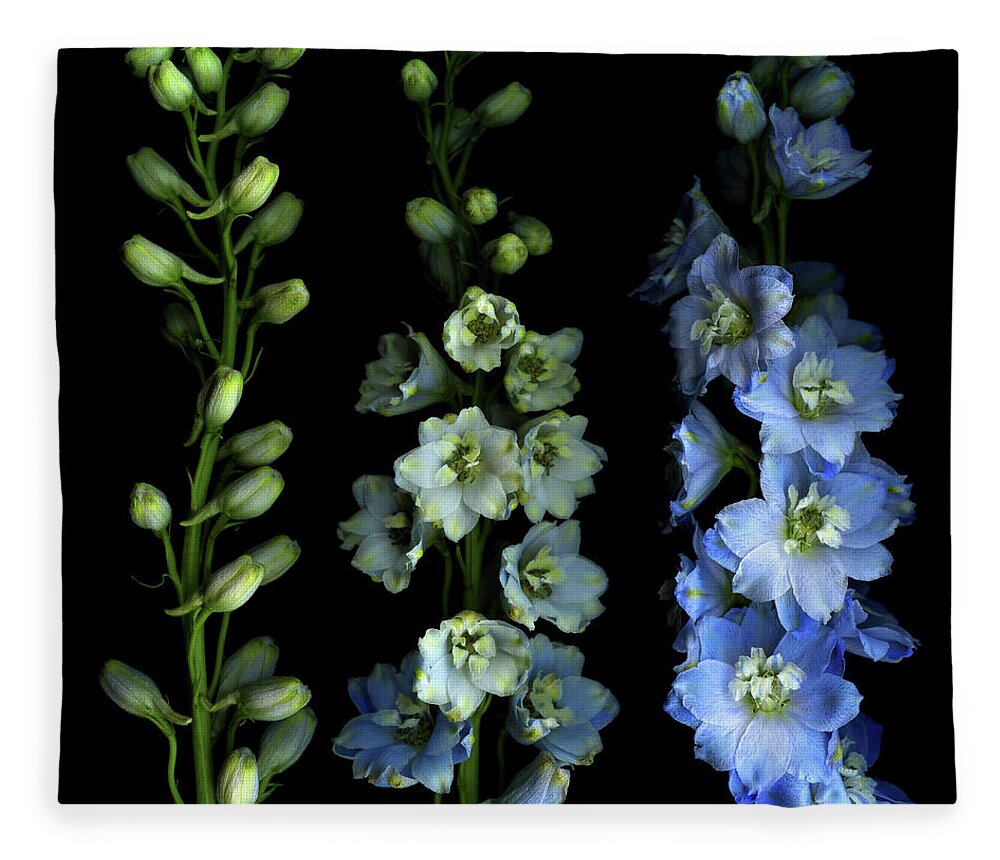 Aging Process Fleece Blanket featuring the photograph Larkspur From Bud To Flower by Photograph By Magda Indigo