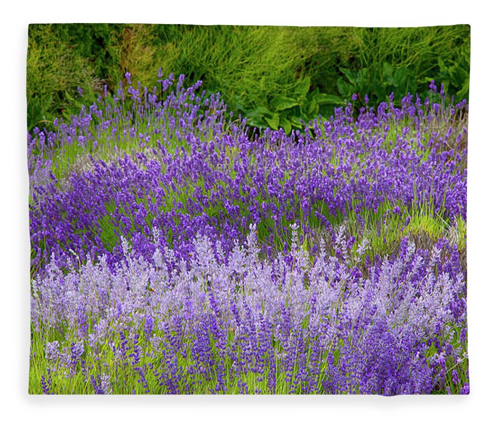 Theresa Tahara Fleece Blanket featuring the photograph Lavender by Theresa Tahara
