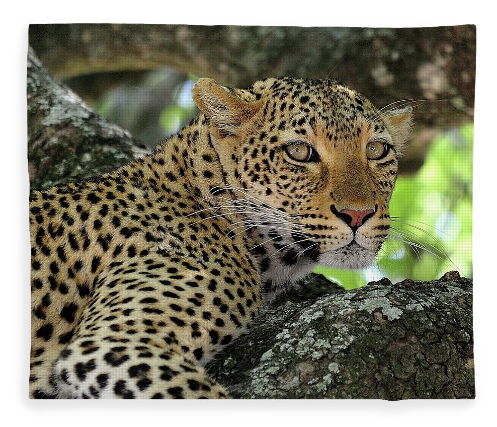 Big Cat Fleece Blanket featuring the photograph Leopard Watchful by Wild Africa Nature