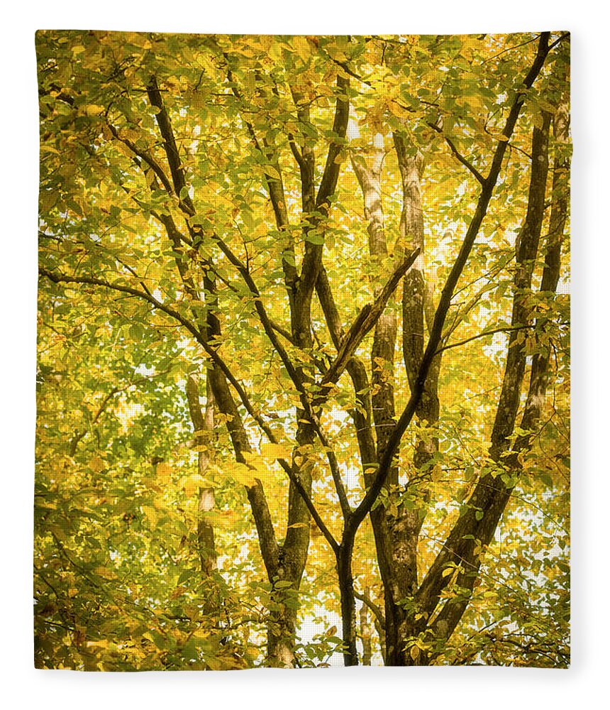 Autumn Fleece Blanket featuring the photograph Light in the leaves by Philippe Sainte-Laudy