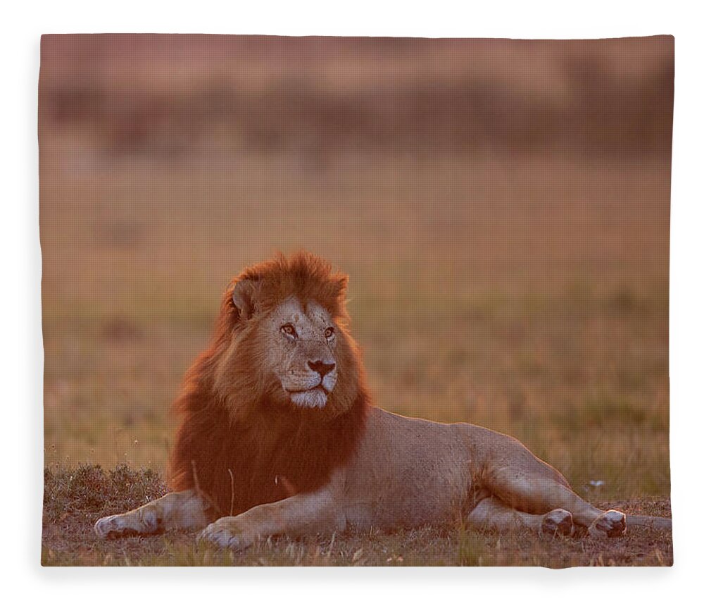 Kenya Fleece Blanket featuring the photograph Lion At Sunset, Masai Mara, Kenya by Matthew Scholey